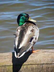 Bird wildlife nature