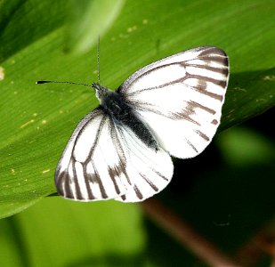 WHITE, MARGINED (Pieris marginalis) (3-14-07) fem, coon creek trail, mdo, slo co, ca