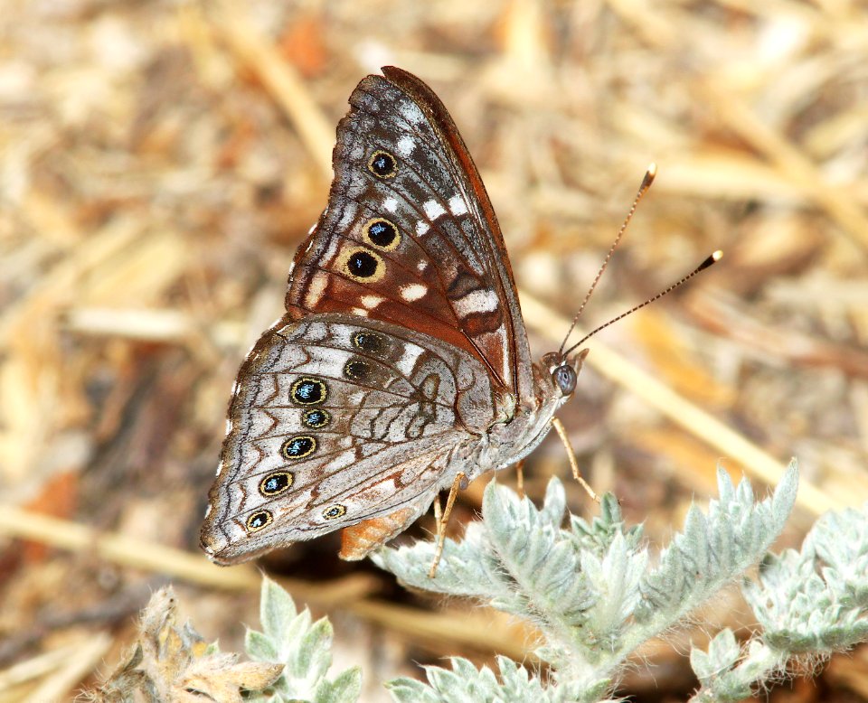 EMPRESS LEILIA (Asterocampa leilia) (7-7-11) boyce thompson arboretum, pinal co, az