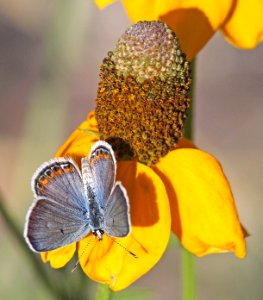 BLUE, ACMON (Plebejus acmon (6-15-13) 7200 ft, h l saddle, s end of white mts, greenlee co, az  (2)