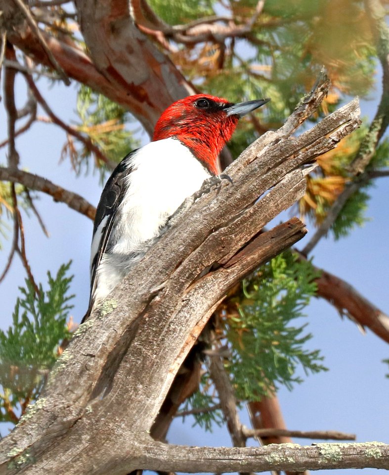 523 - RED-HEADED WOODPECKER (5-17-2016) cave cyn, east slope santa rita mts, santa cruz co, az -01
