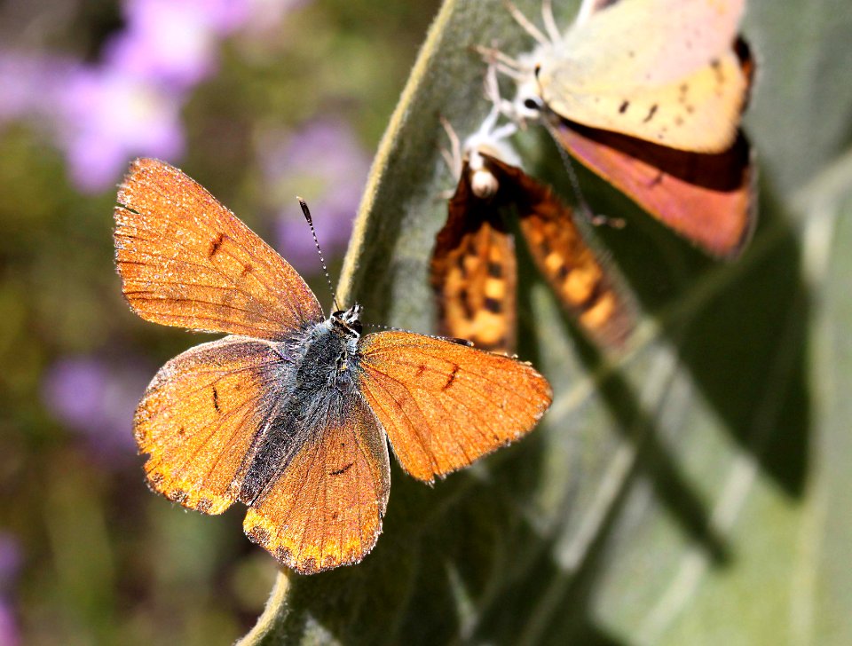 COPPER, LILAC-BORDERED (Lycaena nivalis) (8-24-11) male and fem, 7500 ft, amador co, ca  (3)