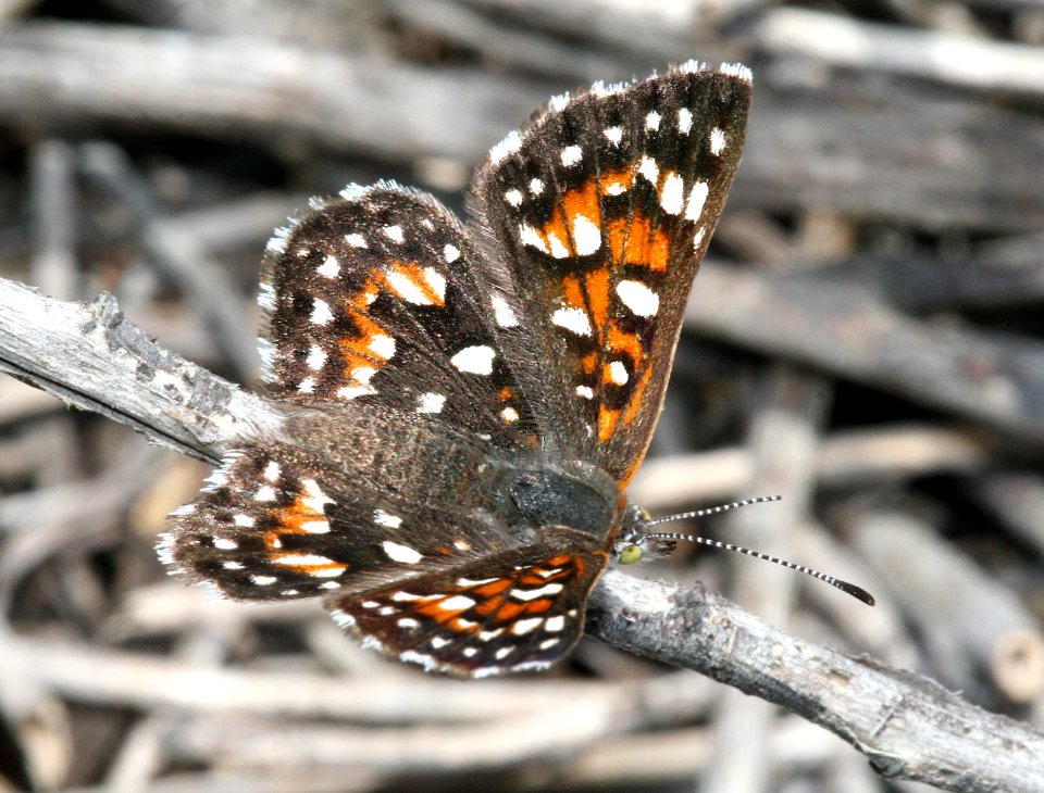 METALMARK, BEHR'S (Apodemia virgulti) (8-2-09) dunes of morro bay, slo co, ca  (1)