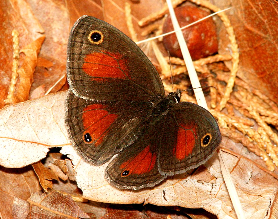 SATYR, RED (Megisto rubricata) (6-20-09) cave creek, az  (1)