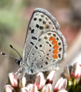 BLUE, SQUARE-SPOTTED (Euphilotes martinii) (5-11-12) granite mts, 4 miles north of I-40, 60 miles west of needles, ca -  (1)