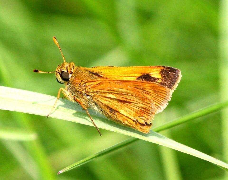 SKIPPER, INDIAN (Hesperia sassacus) (6-11-2015) pepperell, middlesex co, ma -01