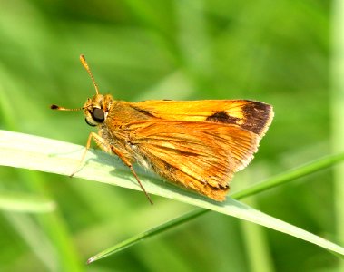SKIPPER, INDIAN (Hesperia sassacus) (6-11-2015) pepperell, middlesex co, ma -01