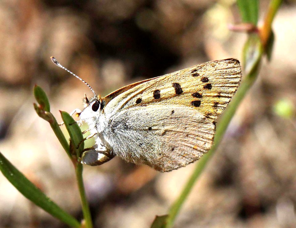 COPPER, LILAC-BORDERED (Lycaena nivalis) (8-24-11) fem, 7500 ft, amador co, ca   (2)