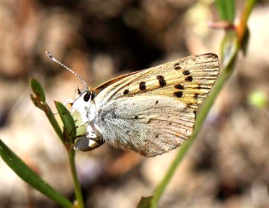 COPPER, LILAC-BORDERED (Lycaena nivalis) (8-24-11) fem, 7500 ft, amador co, ca   (2)