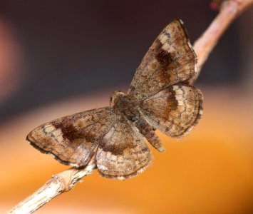 METALMARK, FATAL (Calephelis nemesis) (3-10-11) 78 circulo montana, patagonia lake ranch estates, scc, az