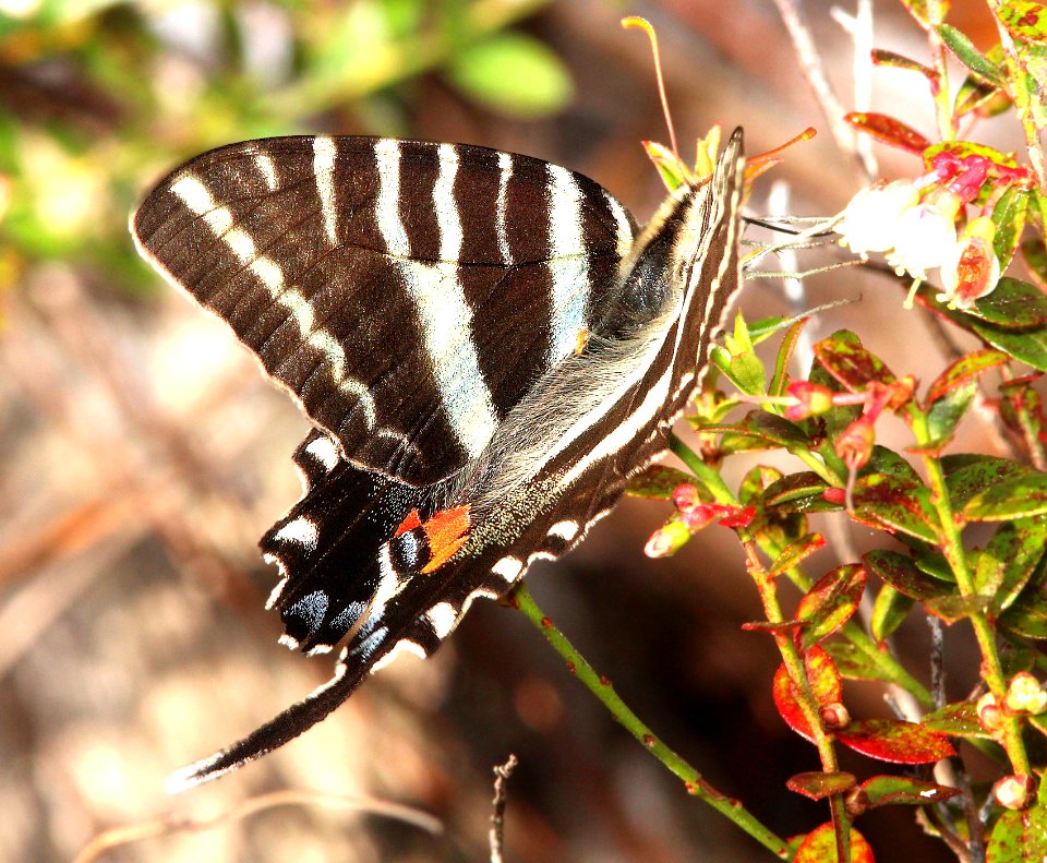 SWALLOWTAIL, ZEBRA (Eurytides marcellus) (2-24-13) kissimmee lake state park, osceola co, fl  (3)
