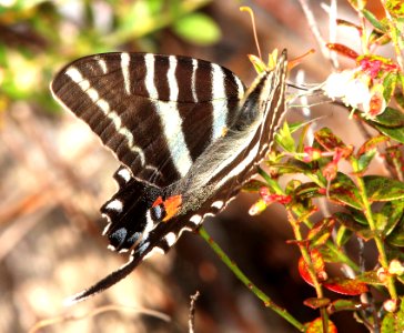 SWALLOWTAIL, ZEBRA (Eurytides marcellus) (2-24-13) kissimmee lake state park, osceola co, fl  (3)