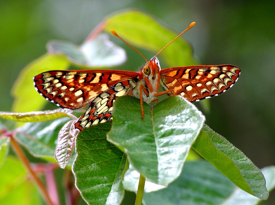 CHECKERSPOT, VARIABLE (euphydryas chalcedona) (4-17-07) res cyn, san luis obispo, slo co, ca