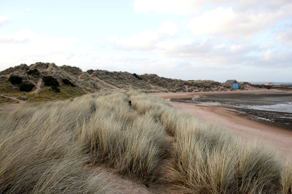 Dog running through Grass at Beach