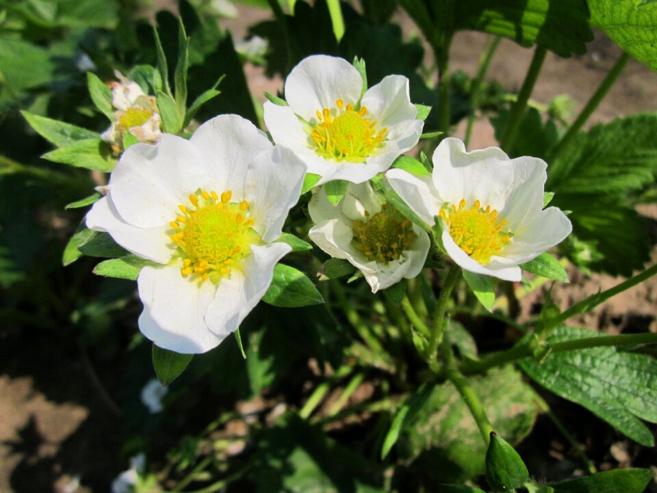 Blossom inflorescence blooming