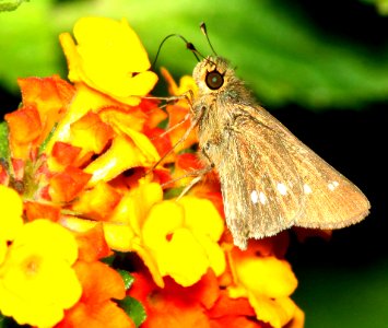 SKIPPER, OBSCURE (Panoquina panoquinoides) (2-29-12) s padre island birding center, tx  (2)