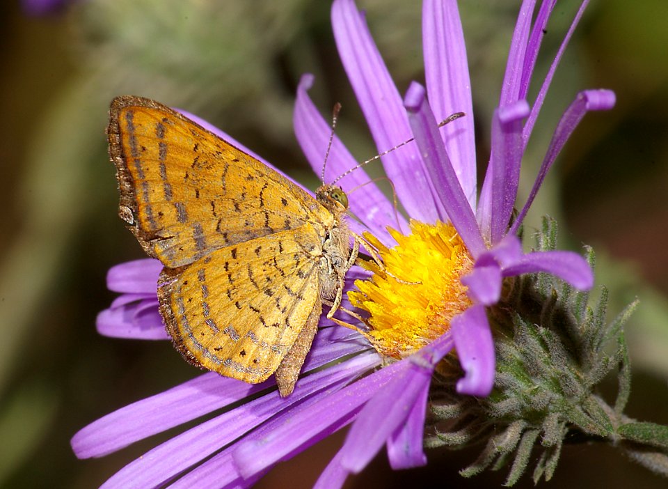 METALMARK, FATAL (Calephelis nemesis) (10-10-08) patagonia, az  (1)
