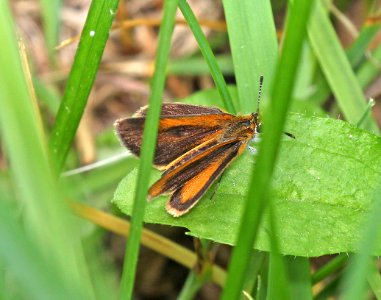 SKIPPER, LEAST (Ancyloxypha numitor) (6-11-2015) pepperell, middlesex co, ma -05
