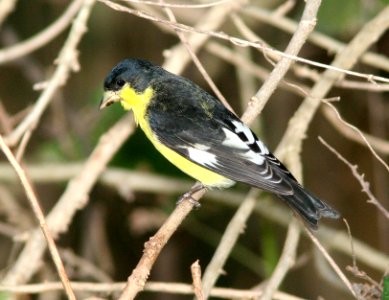 971 - LESSER GOLDFINCH (1-9-09) frontera aud, weslaco, tx