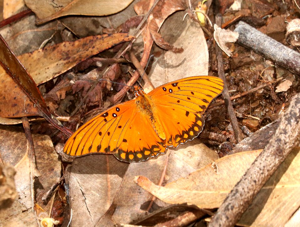 GULF FRITILLARY (Agraulis vanillae) (9-19-2017) aiea loop trail, keaiwa heiau recreation area, honolulu co, hawaii -01