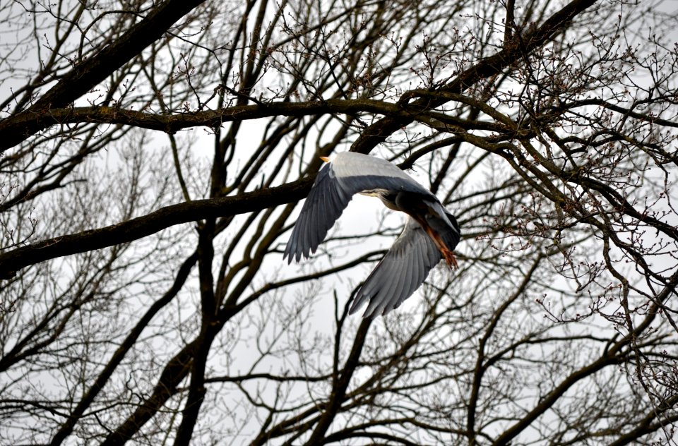 Fischreiher im Flug