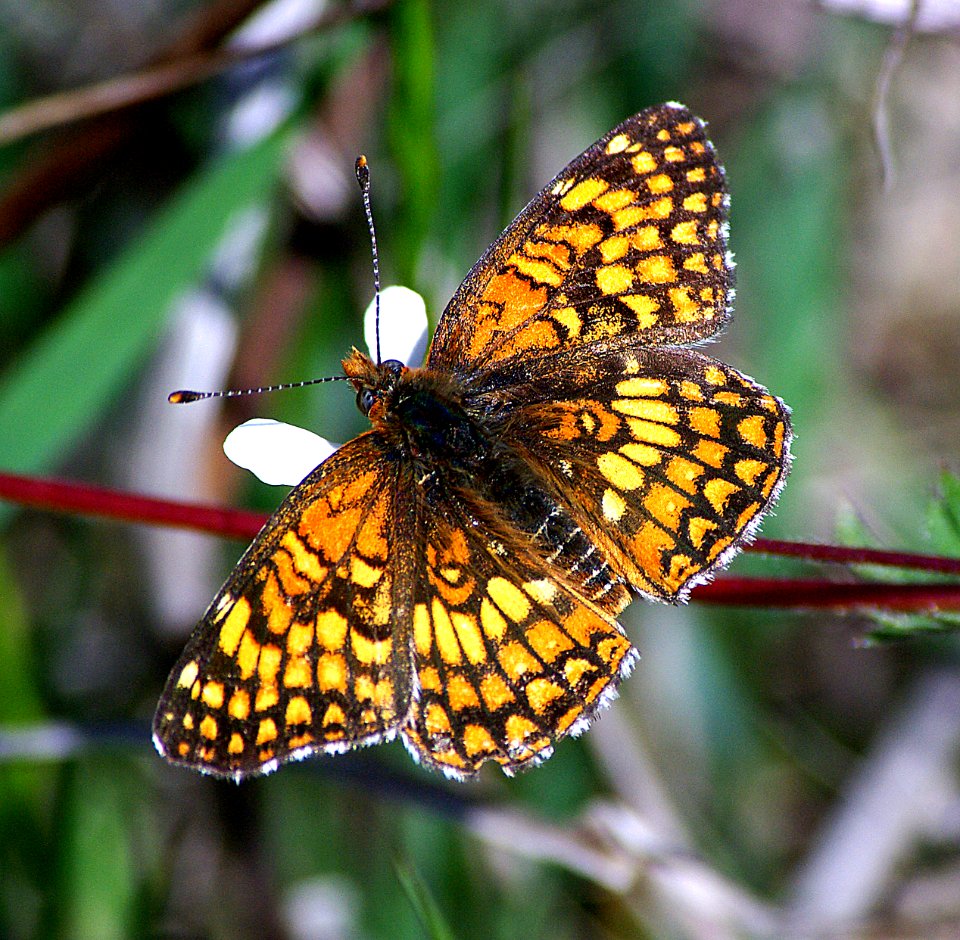 CHECKERSPOT, GABB'S (chlosyne gabbii) (4-15-07) male, nectaring on milk-maid, canet rd, morro bay, slo co, ca