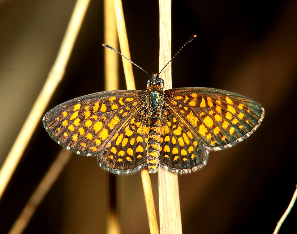 ARIZONA CHECKERSPOT (Dymasia perse) (7-21-11) de anza trail, rio rico, scc, az -01