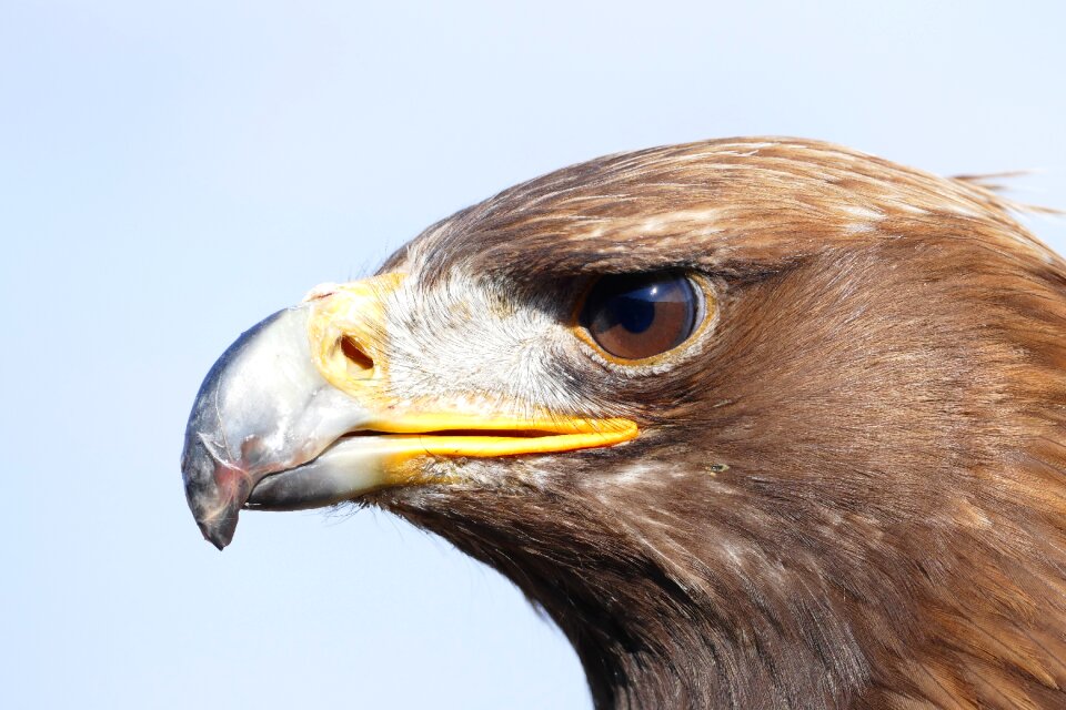Raptor nature close up