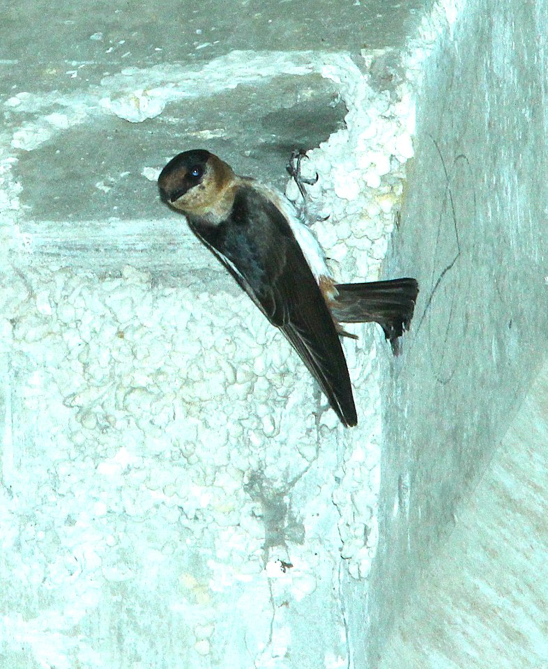 668 - CAVE SWALLOW Carribean (fulva) race (5-11-14) 248th and fl turnpike, princeton, fl  (55)