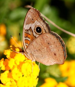 BUCKEYE, COMMON (Junonia coenia) (9-28-11) 78 circulo montana, patagonia lake ranch estates, scc, az