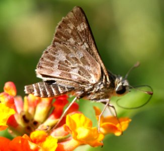 SKIPPER, CARUS (Polites carus) (8-10-12) 78 circulo montana, patagonia lake ranch estates, scc, az