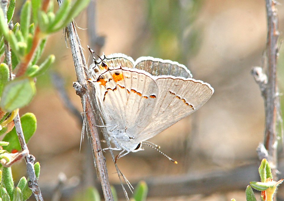 HAIRSTREAK, GRAY (satyrium melinus) (6-4-08) carrizo plain, slo co, ca