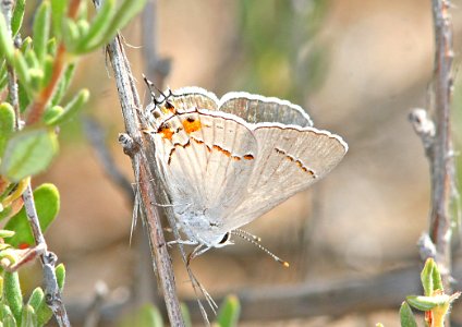 HAIRSTREAK, GRAY (satyrium melinus) (6-4-08) carrizo plain, slo co, ca photo