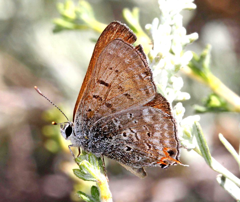 COPPER, TAILED (Lycaena arota) (8-25-11) male, 7900 ft, near monitor pass, mono co, ca - 01 (7)