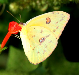 SULPHUR, CLOUDLESS (Phoebis sennae) (9-12-11) blue have road, patagonia, scc, az  (2)