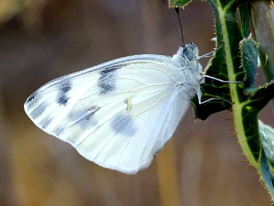 WHITE, CHECKERED (Pontia protodice) (8-29-07) carrizo plain nat monument, slo co, ca (1) photo