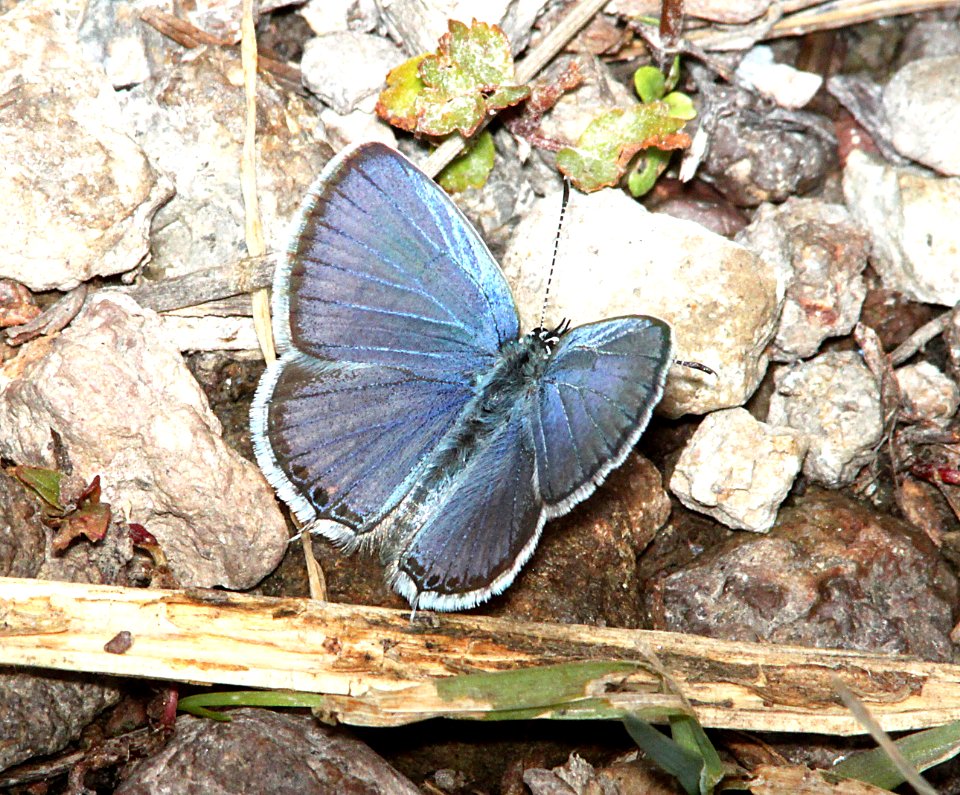 TAILED-BLUE, WESTERN (Cupido amyntula) (8-15-10) los alamos, nm  (3)