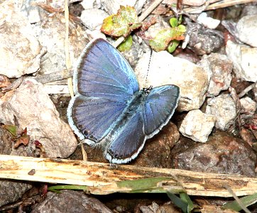 TAILED-BLUE, WESTERN (Cupido amyntula) (8-15-10) los alamos, nm  (3)