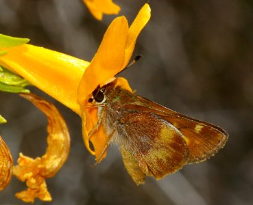 SKIPPER, UMBER (Poanes melane) (6-12-08) canet rd, morro bay, slo co, ca