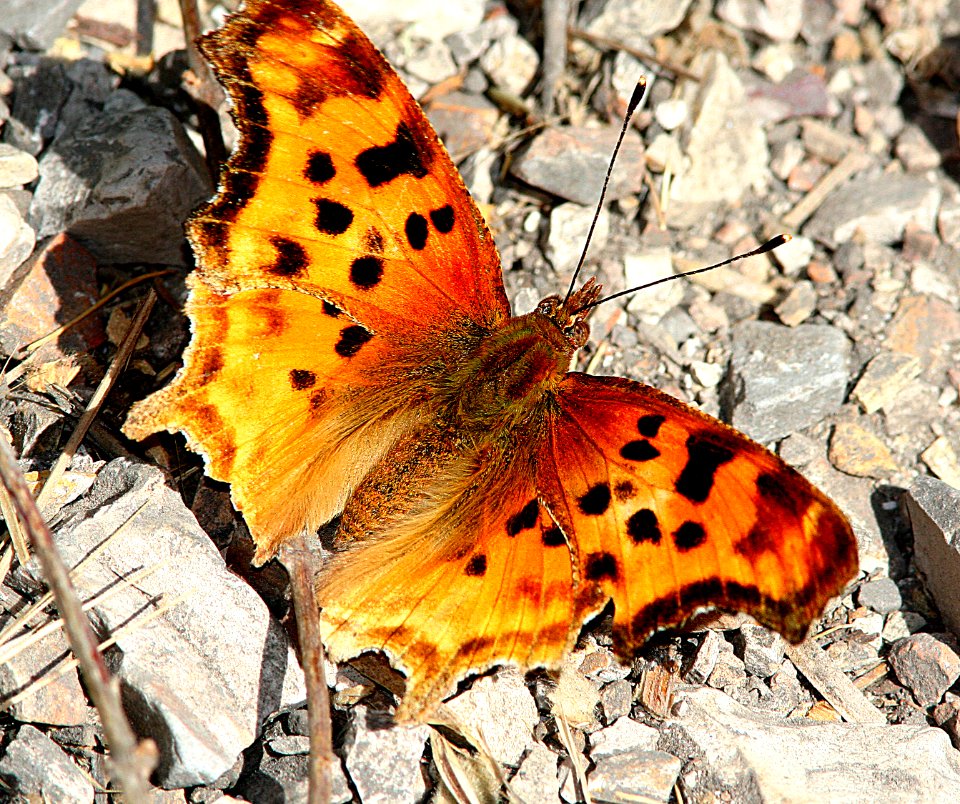 COMMA, SATYR (polygonia satyrus) (7-4-07) coon ck, mdo st park, slo co, ca (2)