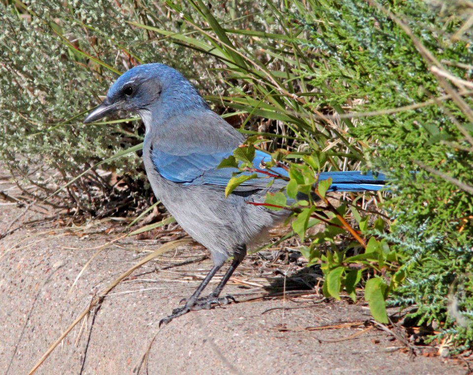 642 - WOODHOUSE'S SCRUB-JAY (8-15-13) barranca mesa, los alamos, nm -05