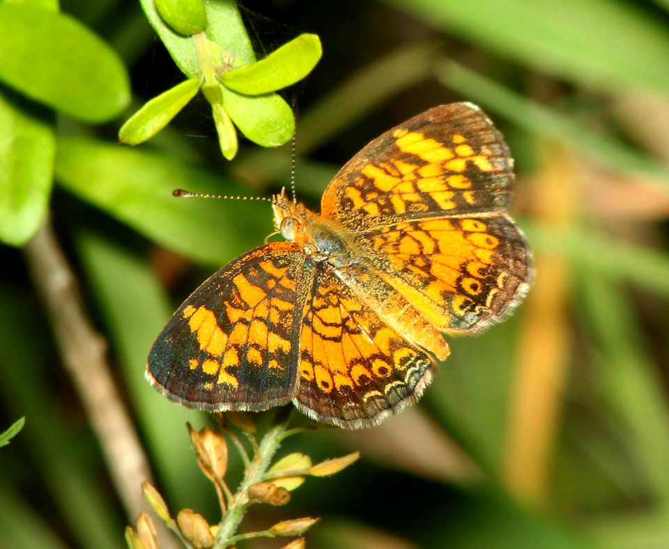 CRESCENT, PEARL (Phycoides tharos) (4-18-12) national butterfly center, mission, tx