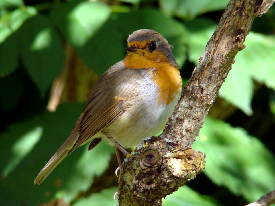 Curious small birds summer