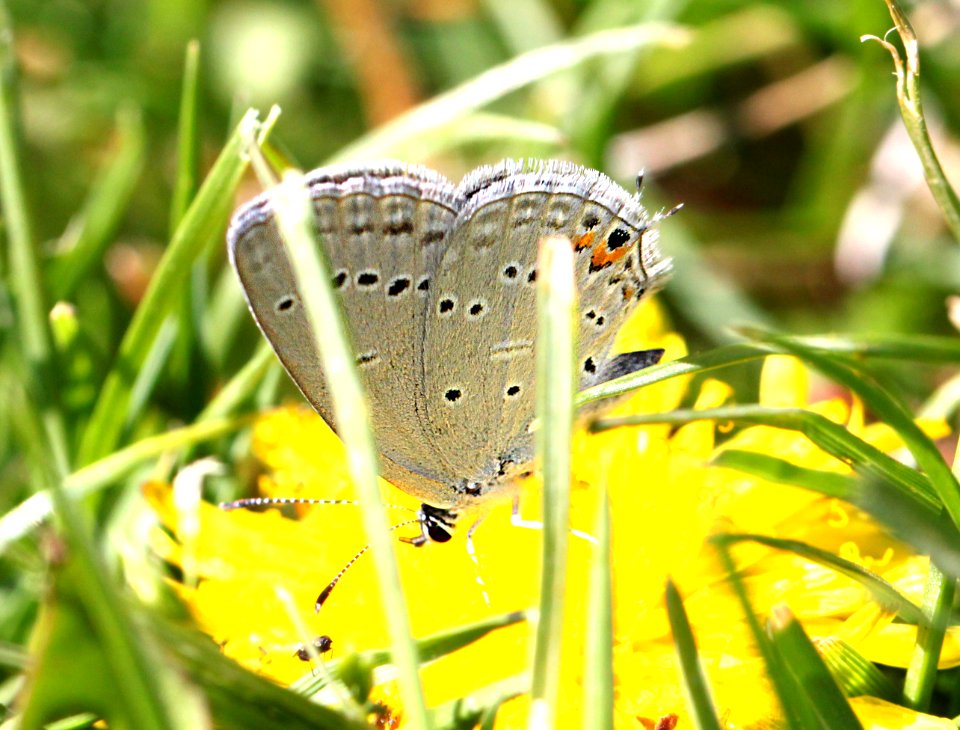 TAILED-BLUE, WESTERN (Cupido amynyula) (5-12-12) flagstaff, az