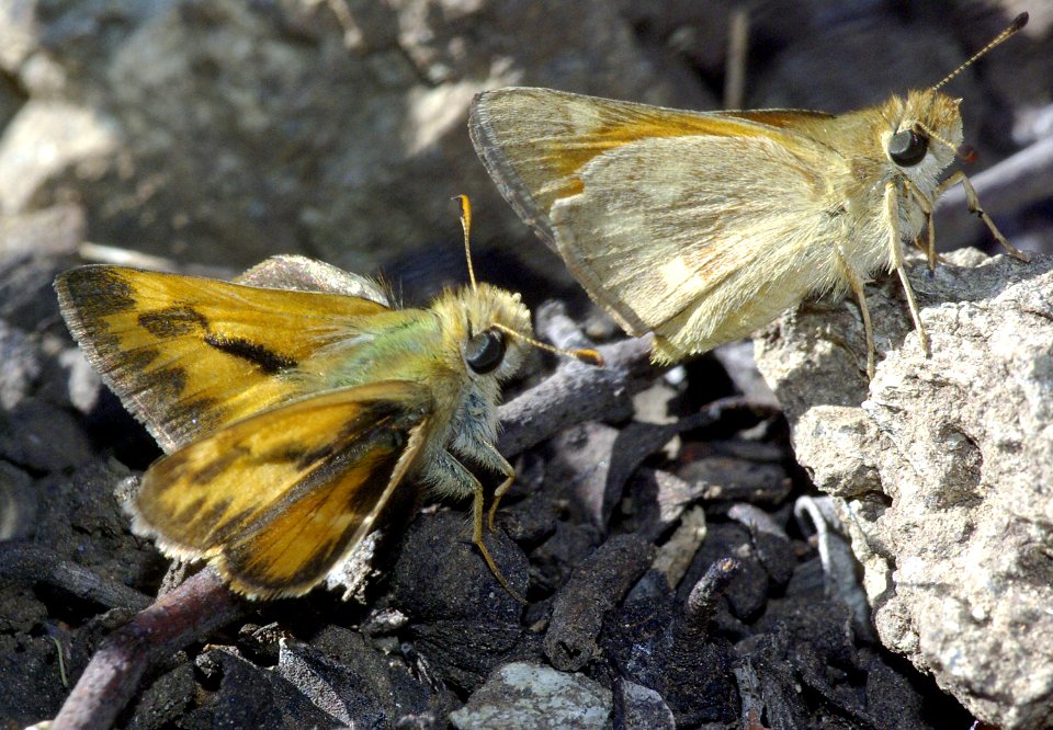 SKIPPER, WOODLAND (Ochlodes sylvanoides) (9-4-07) cuesta ridge, slo co, ca