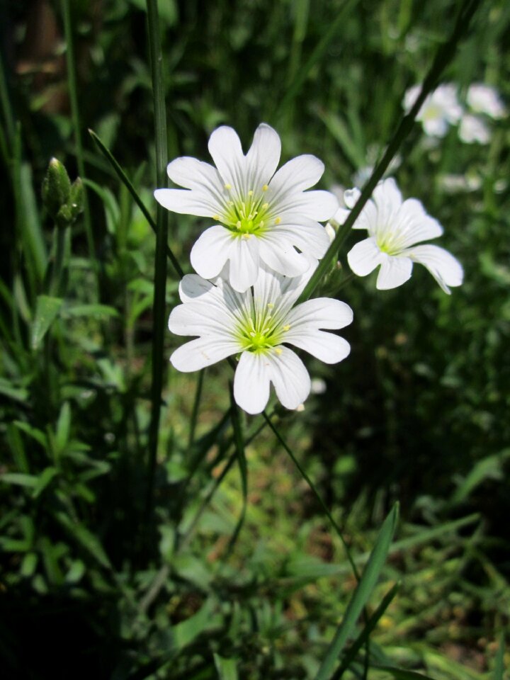 Wildflower flora botany