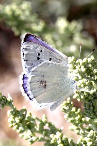 COPPER, BLUE (Lycaena heteronea) (8-25-11) 7900 ft, near monitor pass, mono co, ca - 03