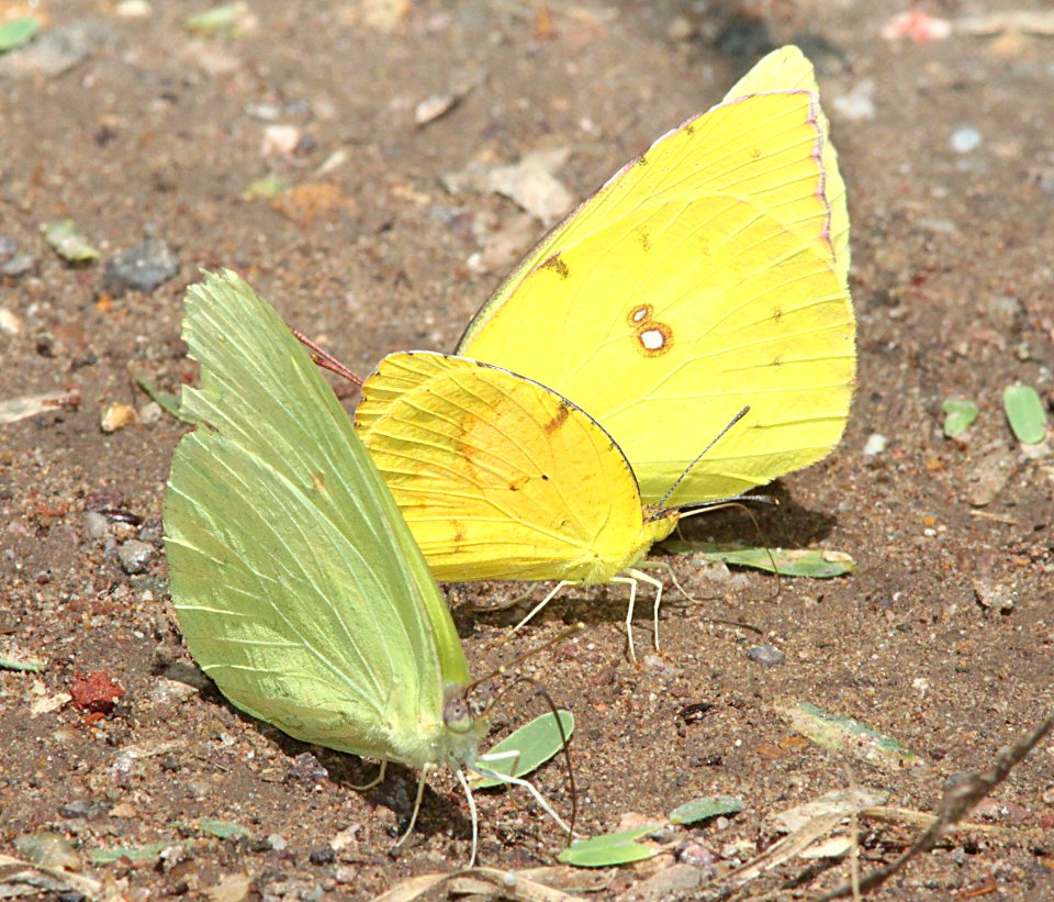 SULPHUR, CLOUDLESS (Phoebis sennae) (8-28-10) with dogface and orange, blue haven rd, patagonia, scc, az