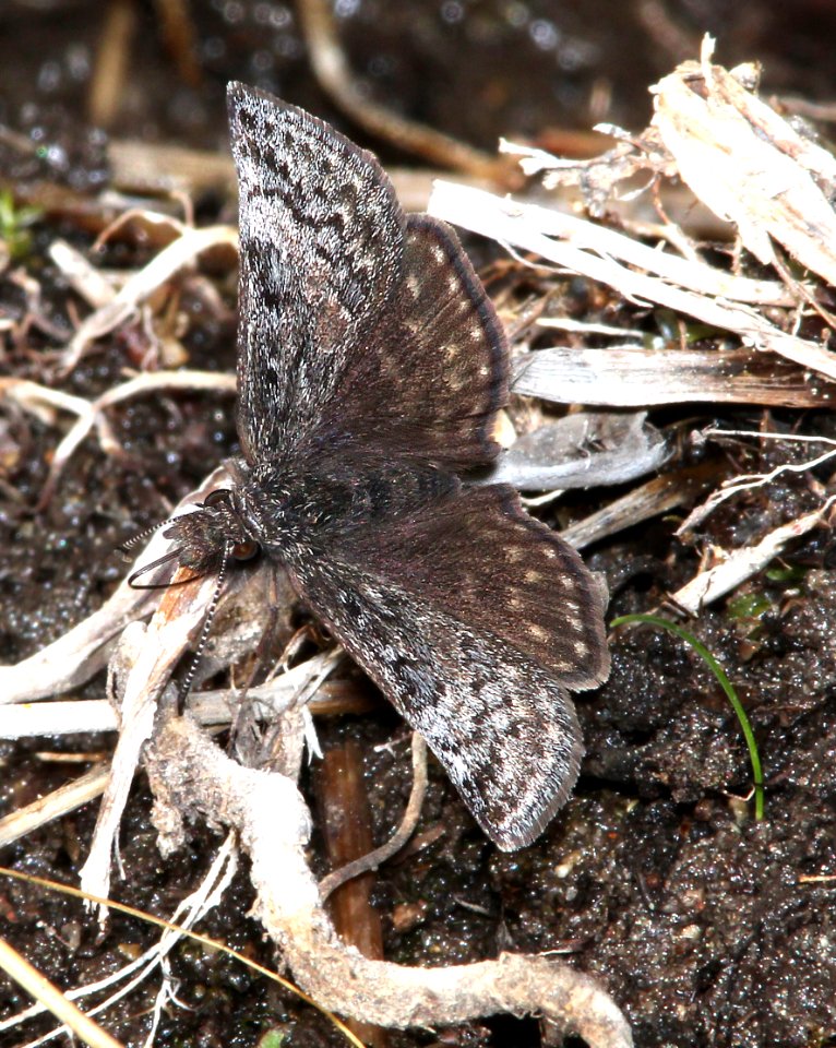 DUSKYWING, DREAMY (Erynnis icelus) (6-9-13) pleasant creek meadow off rte 12, boulder mt, garfield co, ut