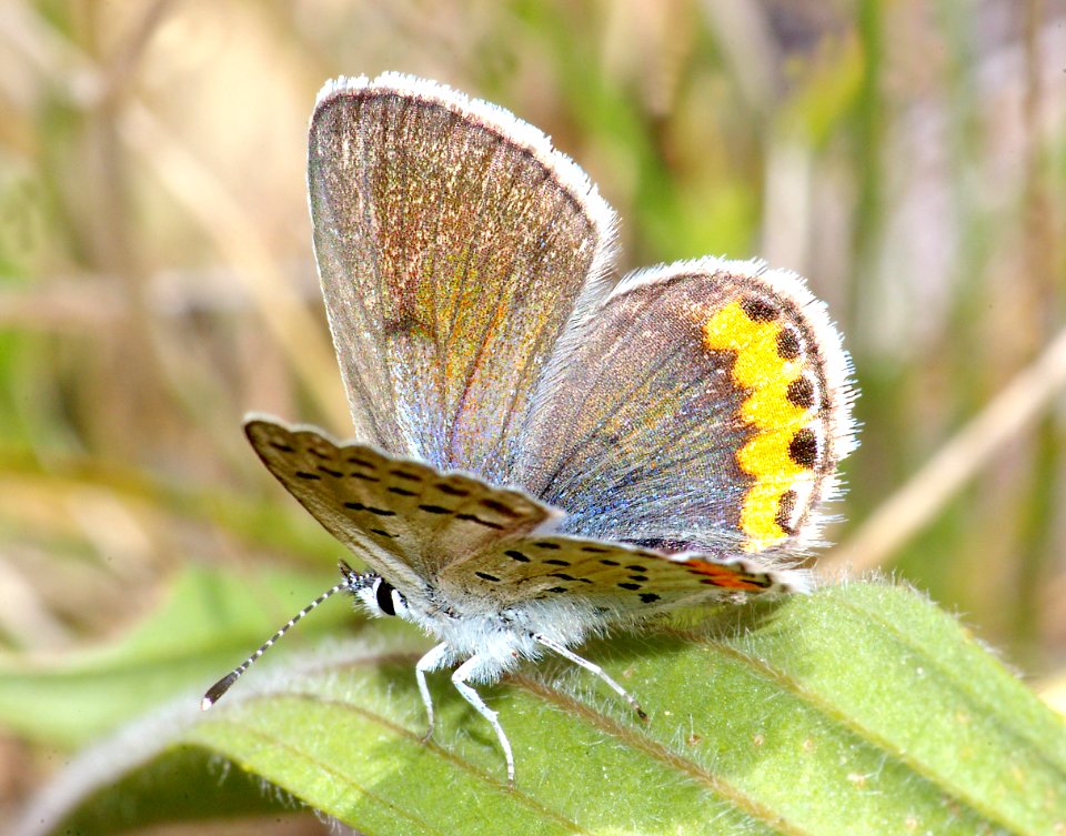 BLUE, ACMON (plabejus acmon) (4-24-09) canet rd, morro bay, slo co, ca